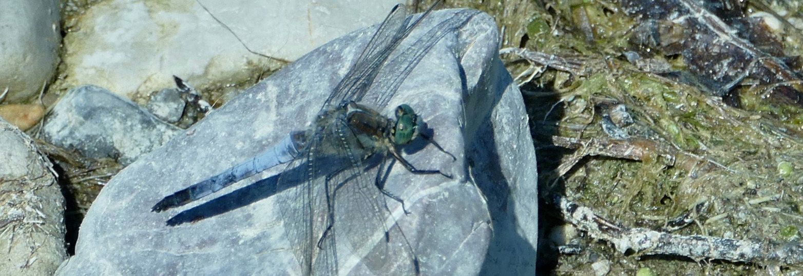 Blaupfeil Anerkennungspreis Umwelt_Höhe 20 cm.jpg